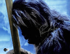 Peter Mayhew Chewbacca Star Wars ESB Hoth Echo Base Signed 11x14 Photo BECKETT0